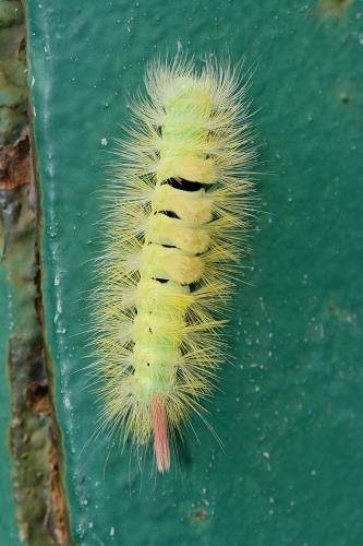 Calliteara pudibunda